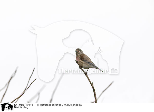 Bluthnfling / common linnet / MBS-17618