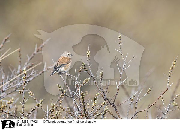 Bluthnfling / common linnet / MBS-17621