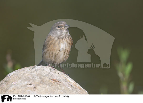 Bluthnfling / Eurasian linnet / THA-08604