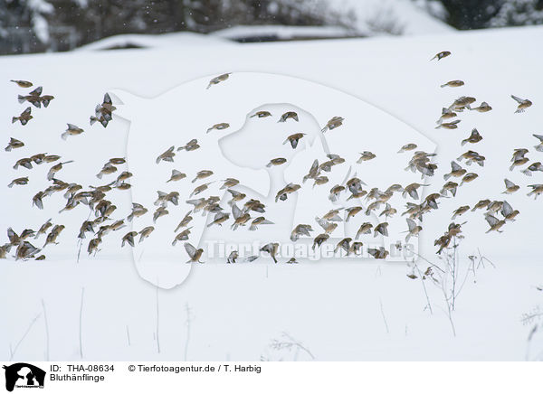 Bluthnflinge / Eurasian linnets / THA-08634