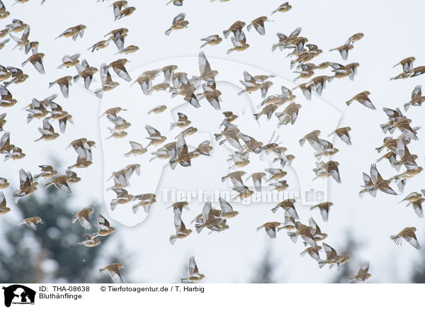 Bluthnflinge / Eurasian linnets / THA-08638