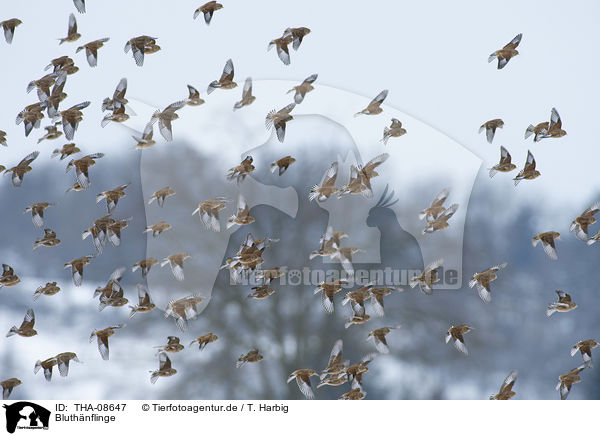 Bluthnflinge / Eurasian linnets / THA-08647