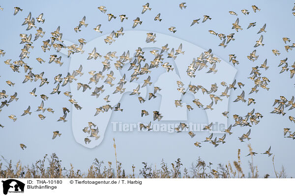 Bluthnflinge / Eurasian linnets / THA-10180