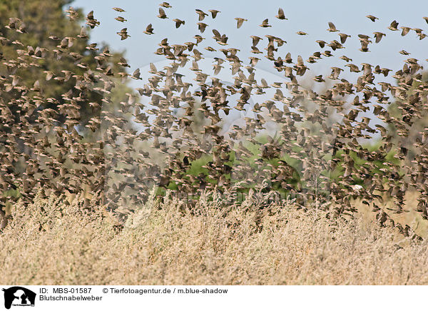 Blutschnabelweber / red-billed quelea / MBS-01587