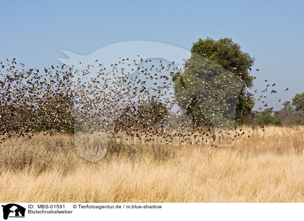 Blutschnabelweber / red-billed quelea / MBS-01591