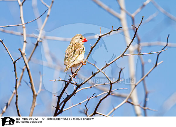 Blutschnabelweber / red-billed qelea / MBS-05942