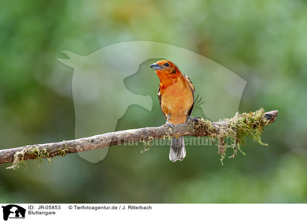Bluttangare / flame-colored tanager / JR-05853