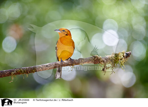 Bluttangare / flame-colored tanager / JR-05888