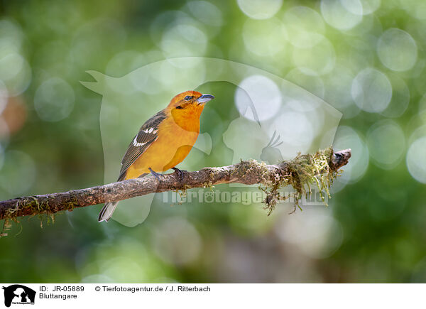 Bluttangare / flame-colored tanager / JR-05889