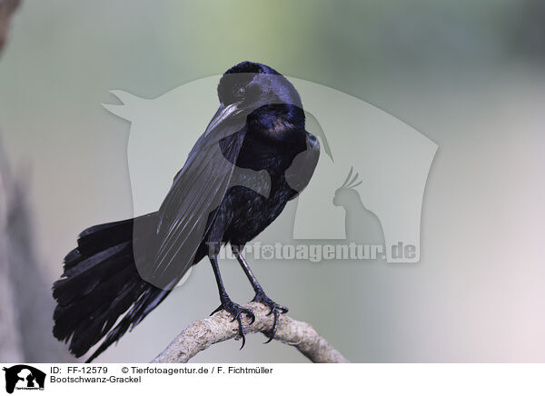 Bootschwanz-Grackel / boat-tailed grackle / FF-12579