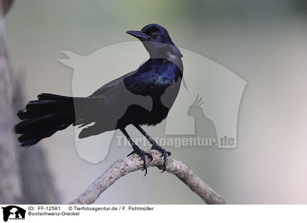 Bootschwanz-Grackel / boat-tailed grackle / FF-12581