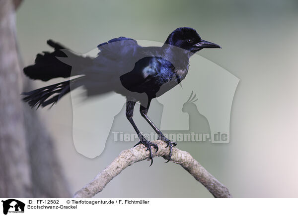 Bootschwanz-Grackel / boat-tailed grackle / FF-12582