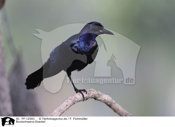 Bootschwanz-Grackel / boat-tailed grackle / FF-12583