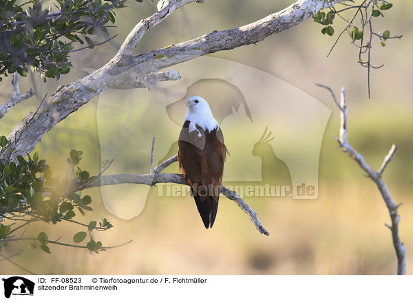sitzender Brahminenweih / sitting Brahminy Kite / FF-08523