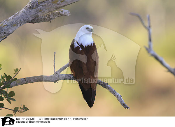 sitzender Brahminenweih / sitting Brahminy Kite / FF-08526