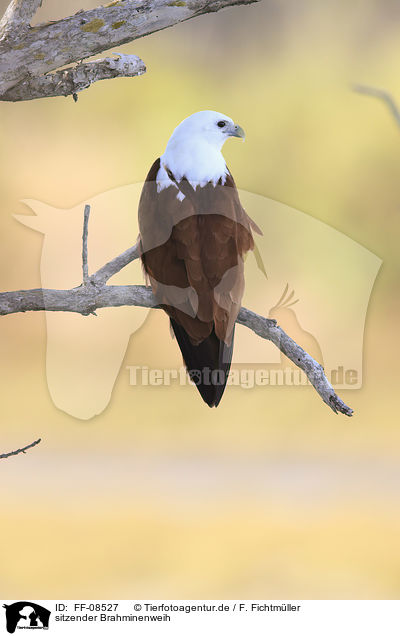 sitzender Brahminenweih / sitting Brahminy Kite / FF-08527