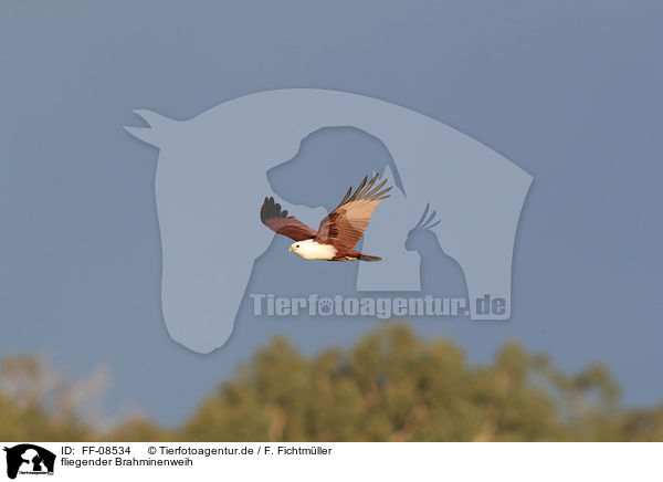 fliegender Brahminenweih / flying Brahminy Kite / FF-08534