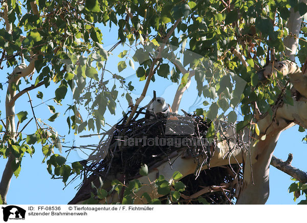 sitzender Brahminenweih / sitting Brahminy Kite / FF-08536