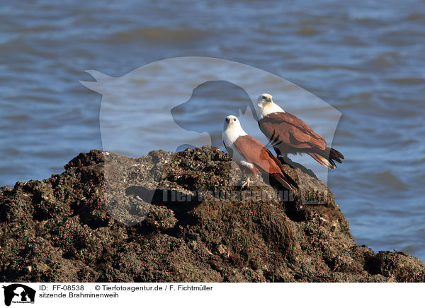 sitzende Brahminenweih / sitting Brahminy Kite / FF-08538