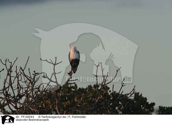 sitzender Brahminenweih / sitting Brahminy Kite / FF-08543