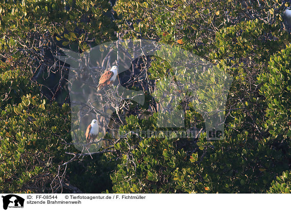 sitzende Brahminenweih / sitting Brahminy Kite / FF-08544