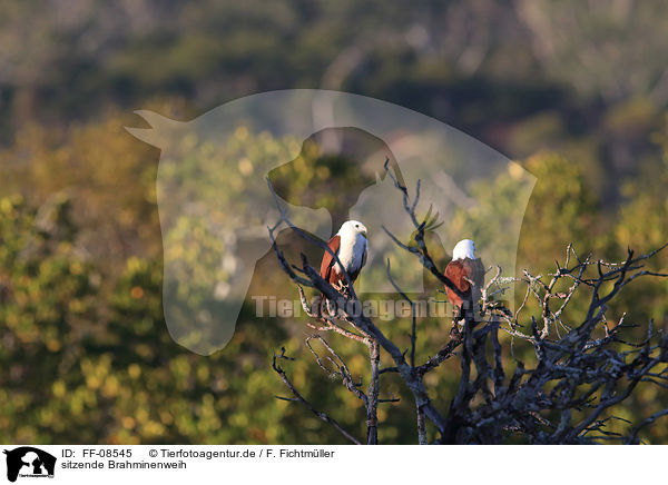 sitzende Brahminenweih / sitting Brahminy Kite / FF-08545