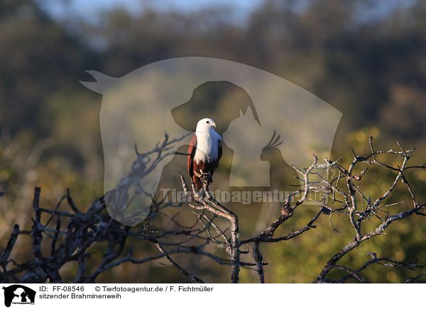 sitzender Brahminenweih / sitting Brahminy Kite / FF-08546