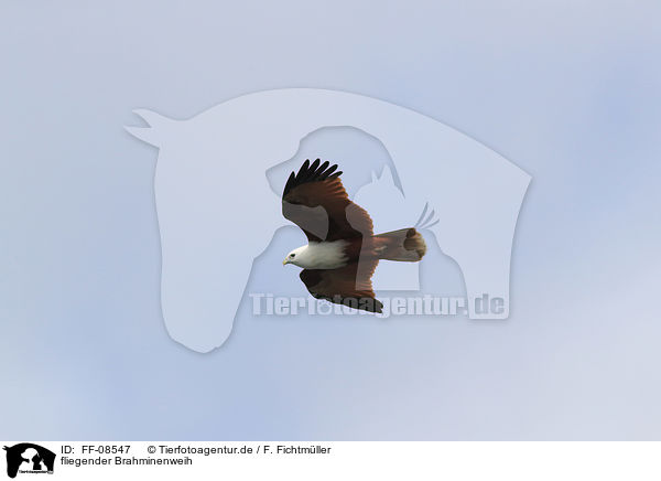 fliegender Brahminenweih / flying Brahminy Kite / FF-08547