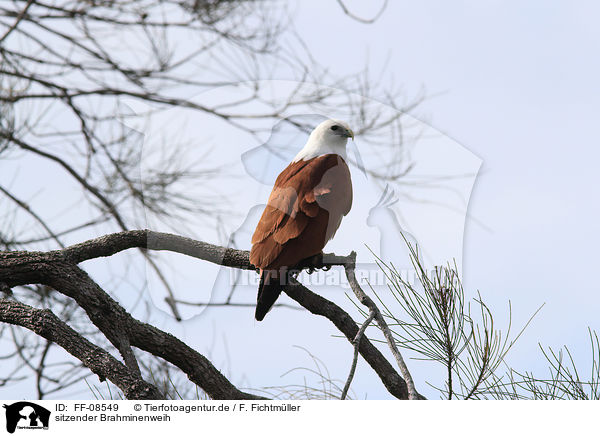 sitzender Brahminenweih / sitting Brahminy Kite / FF-08549