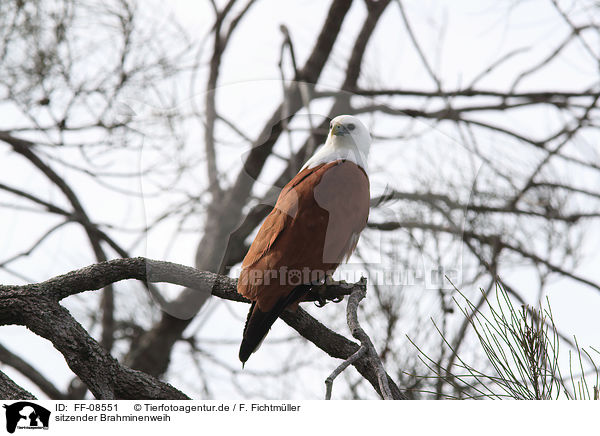 sitzender Brahminenweih / sitting Brahminy Kite / FF-08551