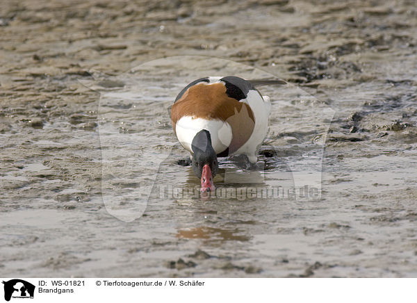 Brandgans / Common Shelduck / WS-01821