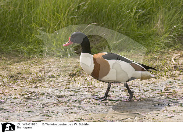 Brandgans / Common Shelduck / WS-01826