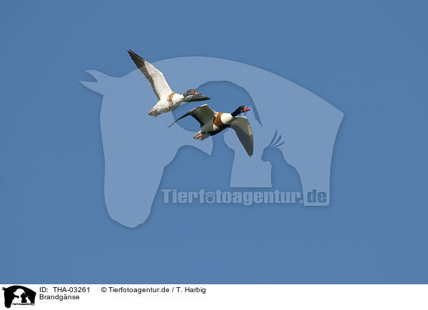 Brandg�nse / common shelducks / THA-03261