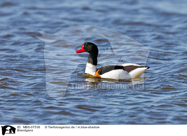 Brandgans / common shelduck / MBS-07536