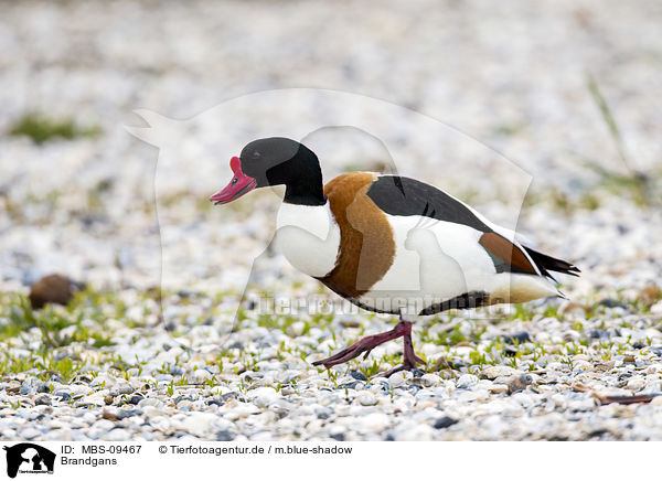 Brandgans / common shelduck / MBS-09467