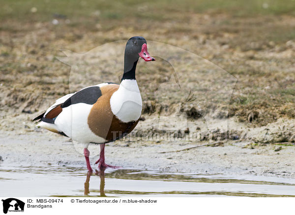 Brandgans / common shelduck / MBS-09474