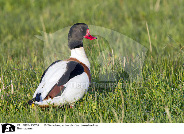 Brandgans / common shelduck / MBS-15254