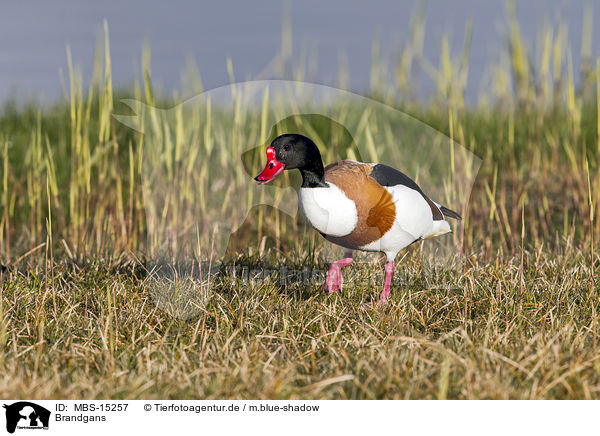 Brandgans / common shelduck / MBS-15257