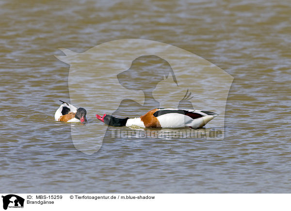 Brandgnse / common shelducks / MBS-15259