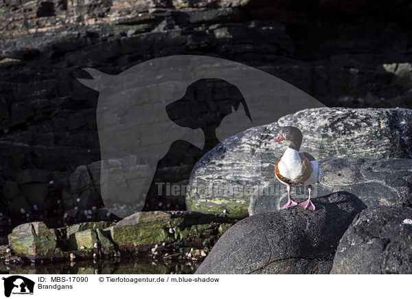 Brandgans / common shelduck / MBS-17090