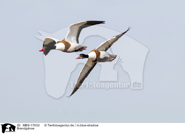 Brandgnse / common shelducks / MBS-17632