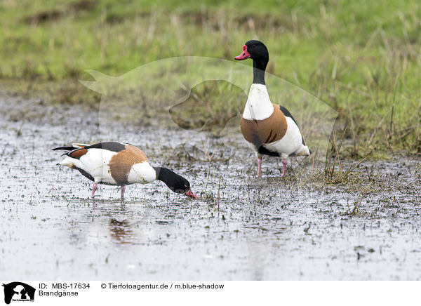 Brandgnse / common shelducks / MBS-17634