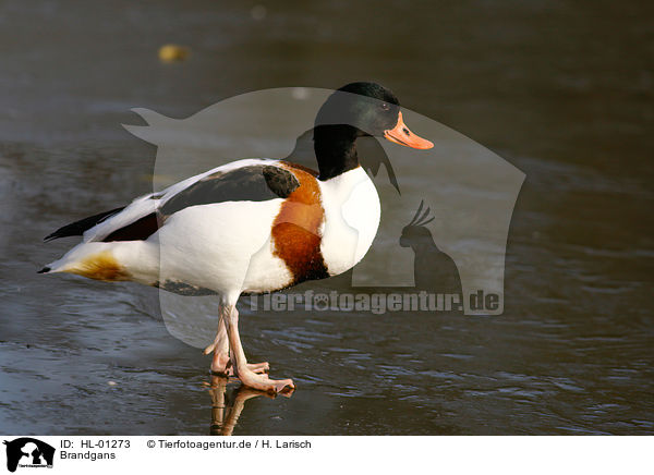 Brandgans / common shelduck / HL-01273