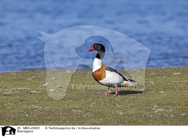 Brandgans / common shelduck / MBS-26891