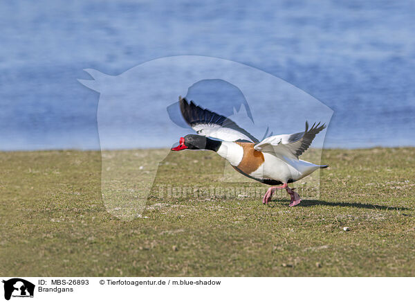 Brandgans / common shelduck / MBS-26893