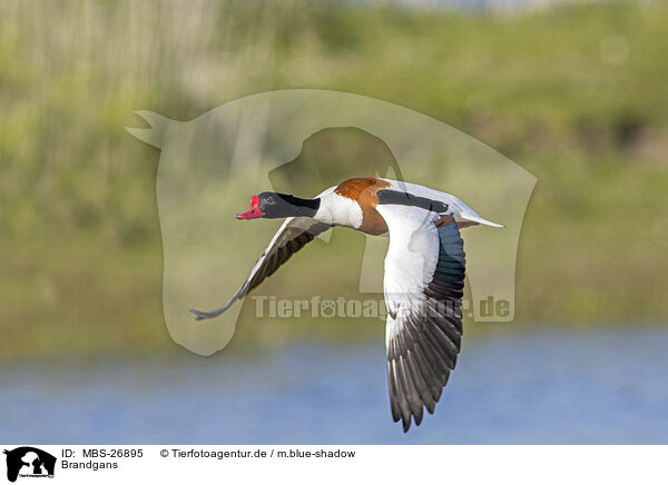 Brandgans / common shelduck / MBS-26895