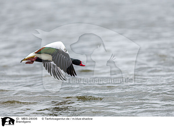 Brandgans / common shelduck / MBS-28006