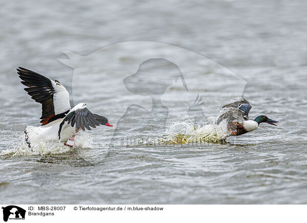 Brandgans / common shelduck / MBS-28007