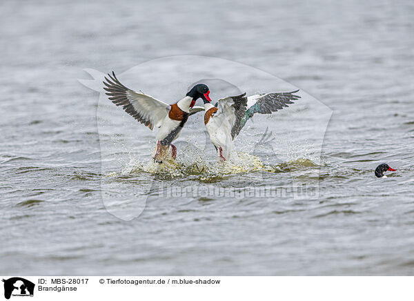 Brandgnse / common shelducks / MBS-28017