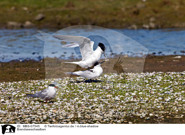 Brandseeschwalben / Sandwich terns / MBS-07545